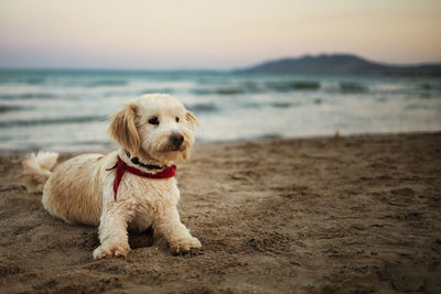 Dog on beach