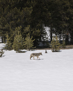 View of a coyote on snow covered land