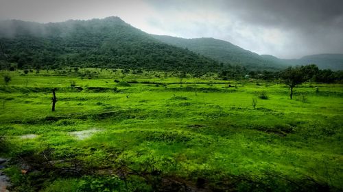 Scenic view of green landscape against sky