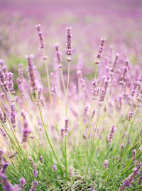 Close-up of purple flowering plants on field