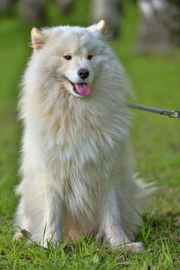 View of white dog on field