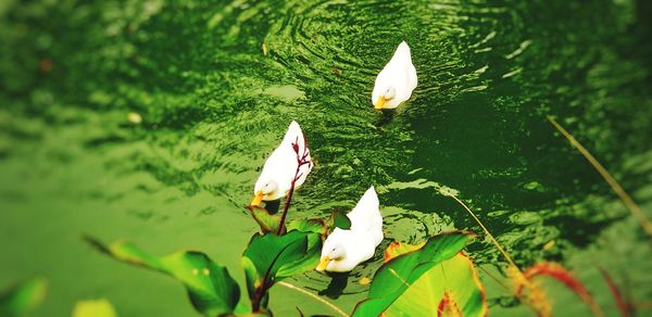 White bird on a lake