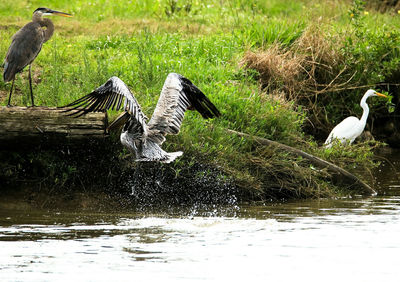 Close-up of birds in water