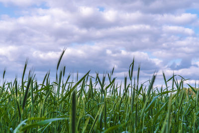 Scenic view of field against cloudy sky