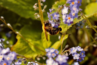 Close-up of bee pollinating on purple flower