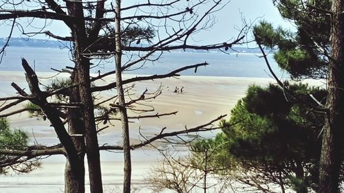 Bare tree by sea against sky