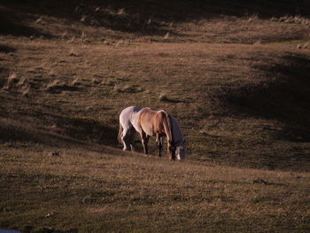 Horse grazing in a field