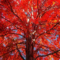 Low angle view of tree