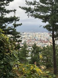 High angle view of trees and buildings in city