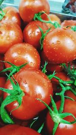 Close-up of tomatoes