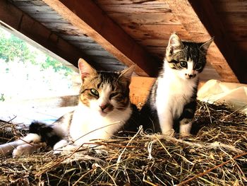 Portrait of cats sitting