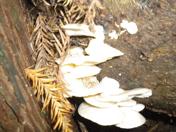 Close-up high angle view of flowers