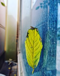 Close-up of yellow leaves on glass window