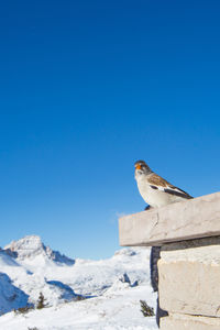 Low angle view of bird perching on snow