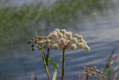 Close-up of plants against river on sunny day