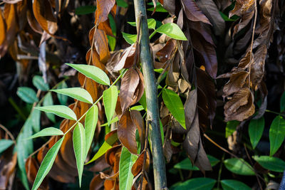 Close-up of dry leaves on land