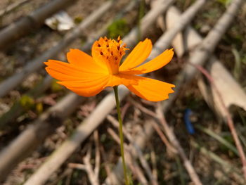 Close-up of yellow flower blooming in field