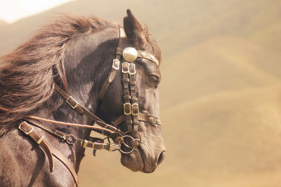 Close-up of a horse