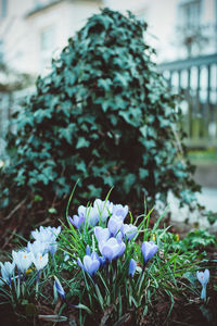 Close-up of flowers blooming outdoors