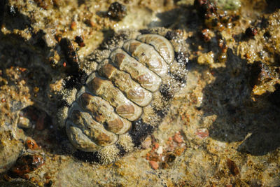 Close-up of turtle in the sea