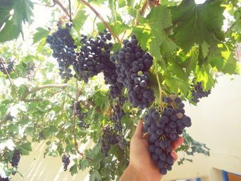 Low angle view of grapes hanging on tree