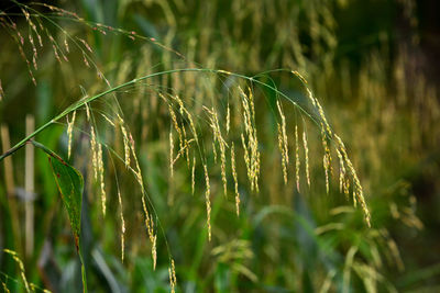 Close-up of crops growing on field