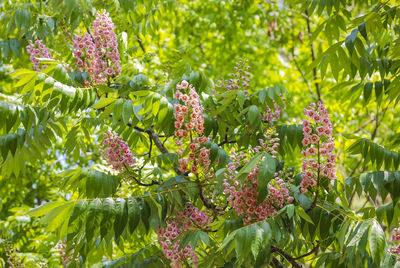 Close-up of flowering plants against trees