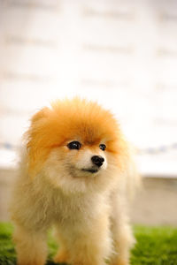 Close-up of a dog looking away