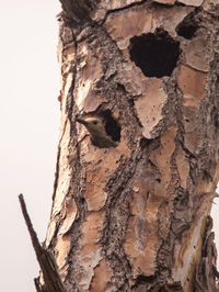 Close-up of a bird on tree trunk