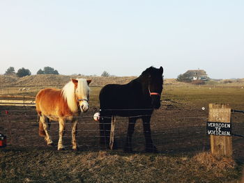 Side view of horse standing on grass against clear sky