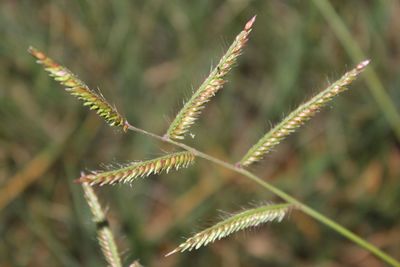 Close-up of plant against blurred background
