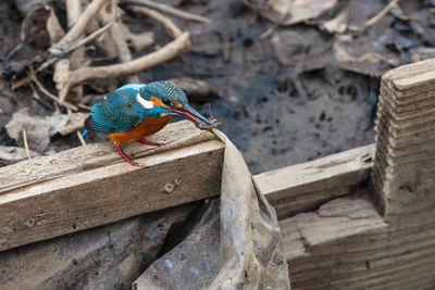 High angle view of bird perching on wood