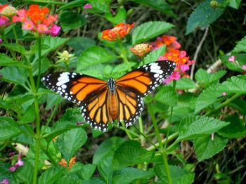 Close-up of butterfly pollinating on flower