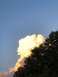 Low angle view of trees against sky during sunset