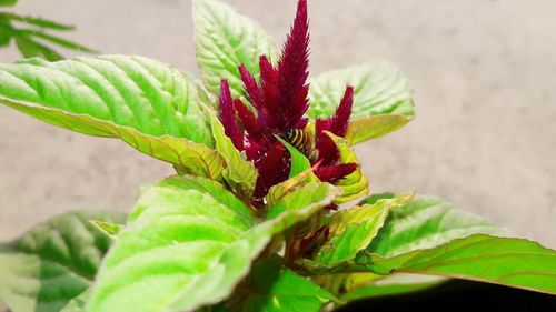 Close-up of red flower