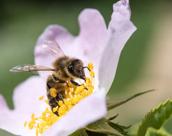 Close-up of bee pollinating on flower