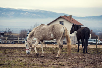 Dirty horses in a muddy riding arena with electric fence in countryside horse riding ranch