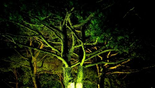 Close-up of fern leaves at night