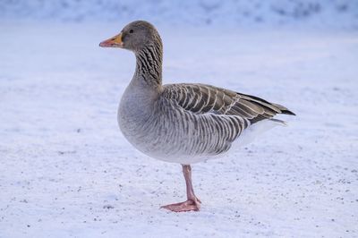 View of a bird on the land