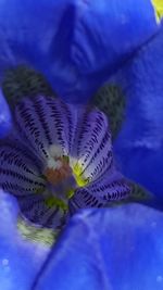 Close-up of blue flower