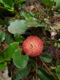 Close-up of fruit growing on plant