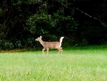 Deer on grassy field