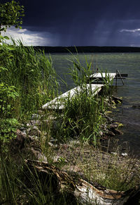 Plants growing by sea against sky