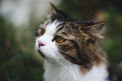 Close-up of cat looking away