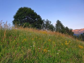 Scenic view of field against clear sky