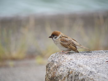 Close-up of bird perching on rock