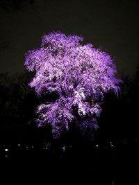 Close-up of purple flower tree
