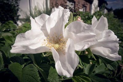 Close-up of white rose