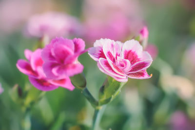 Close-up of pink flowering plant