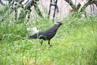 Bird perching on grass